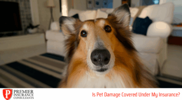 Pet Damage Covered